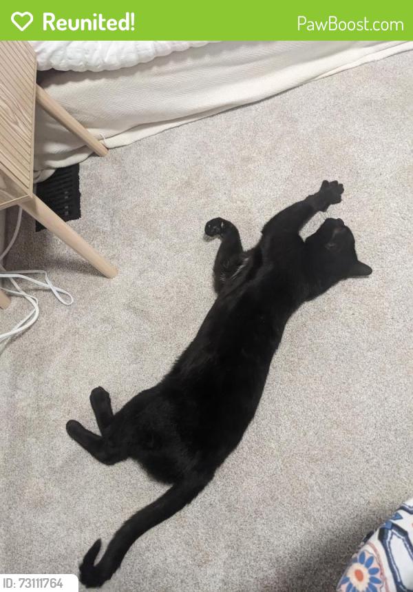 Reunited Male Cat last seen Kennedy & Curcio, Sterling Heights, MI 48310