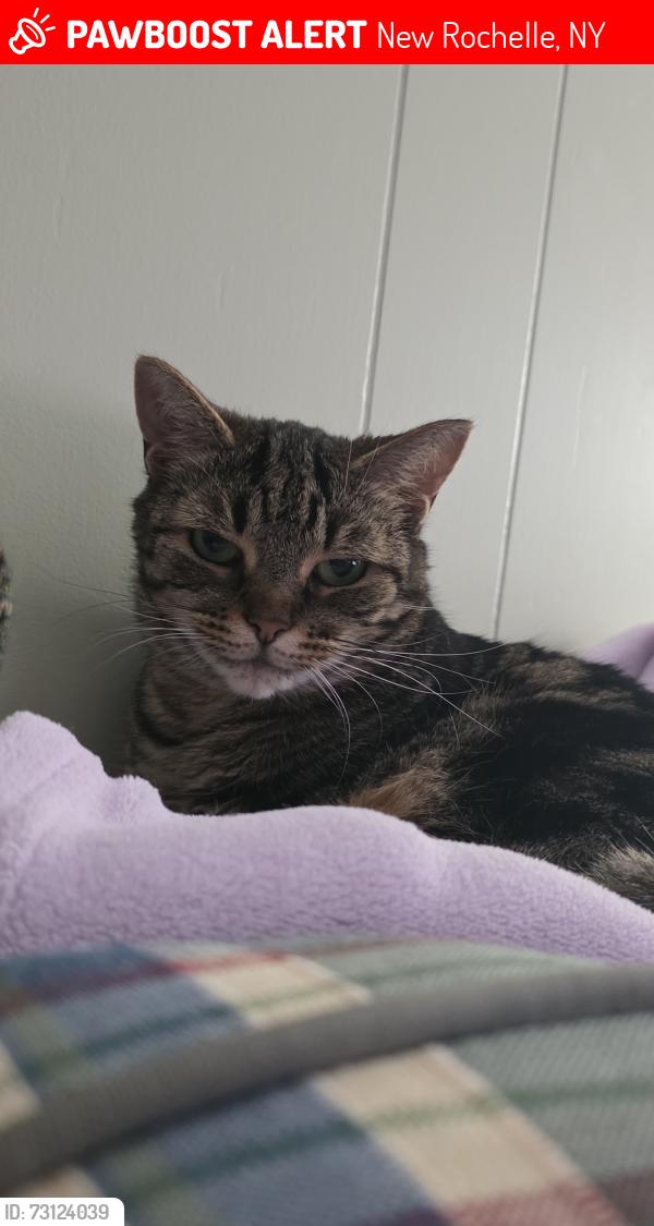 Lost Female Cat last seen Thornton Donovan School, New Rochelle, NY 10804