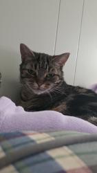 Lost Female Cat last seen Thornton Donovan School, New Rochelle, NY 10804