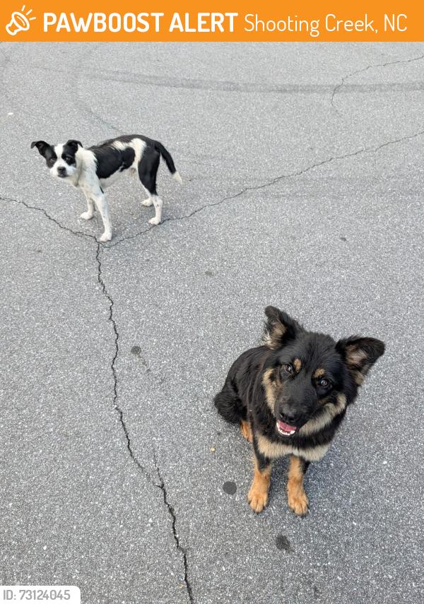 Found/Stray Female Dog last seen Shooting Creek Scenic Overlook, Shooting Creek, NC 28904