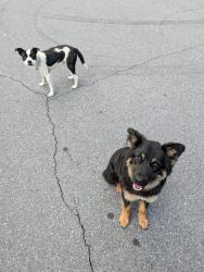 Found/Stray Female Dog last seen Shooting Creek Scenic Overlook, Shooting Creek, NC 28904