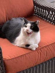Lost Male Cat last seen Drake and Eustis Farm Ln, Cincinnati, OH 45243