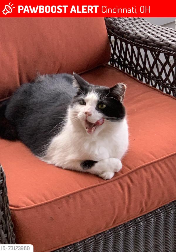 Lost Male Cat last seen Drake and Eustis Farm Ln, Cincinnati, OH 45243