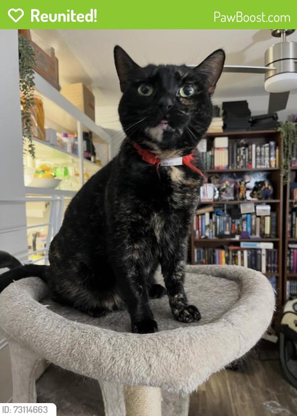 Reunited Female Cat last seen EL Camino & Tilton/ El Cerrito, San Mateo, CA 94401