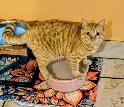 Reunited Female Cat last seen 64th & Yarrow st., Arvada, CO 80004