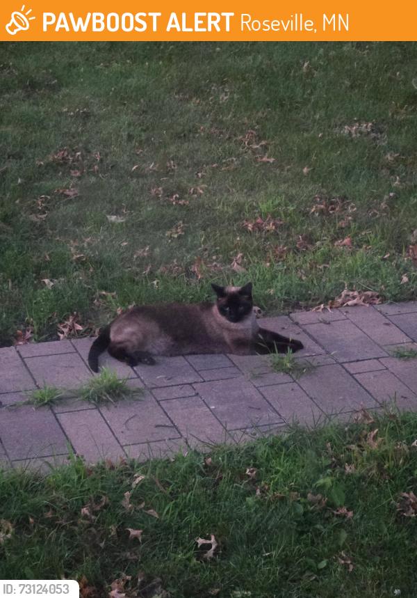 Found/Stray Unknown Cat last seen Roseville, Roseville, MN 55113