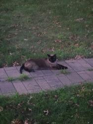 Found/Stray Unknown Cat last seen Roseville, Roseville, MN 55113