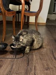 Reunited Male Cat last seen Near 35th Pl and 36th street, Marathon gas station, Brighton Elementary school, El expresso company, Brighton Park., Chicago, IL 60632