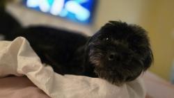 Reunited Female Dog last seen Near Tierra Venado Dr, El Paso, TX 79938, USA, El Paso, TX 79938