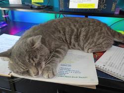 Found/Stray Male Cat last seen Flint Hill Rd, Austell, GA 30106