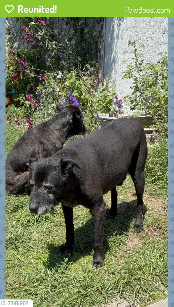 Reunited Male Dog last seen Clara st, Port Hueneme, CA 93041