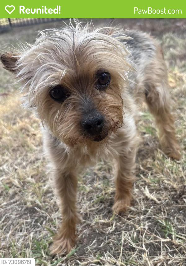 Reunited Female Dog last seen Grand Ave, Covina, CA, USA, Covina, CA 91723