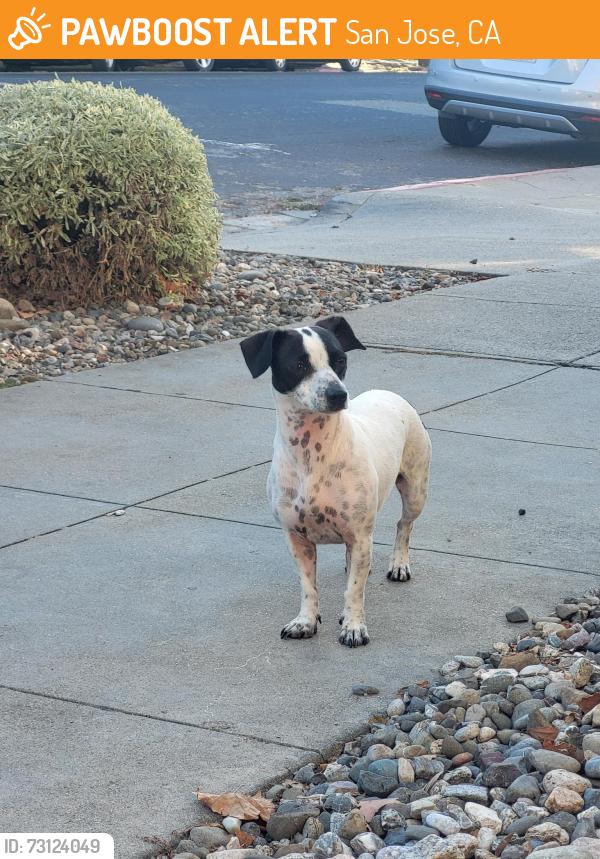 Found/Stray Male Dog last seen 8th & Santa Clara near the Last Round Tavern, San Jose, CA 95112