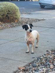 Found/Stray Male Dog last seen 8th & Santa Clara near the Last Round Tavern, San Jose, CA 95112