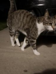 Found/Stray Male Cat last seen At our airbnb, could be a stray, Green Bay, WI 54229