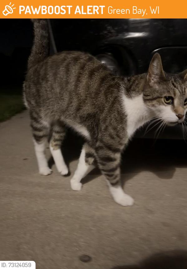 Found/Stray Male Cat last seen At our airbnb, could be a stray, Green Bay, WI 54229