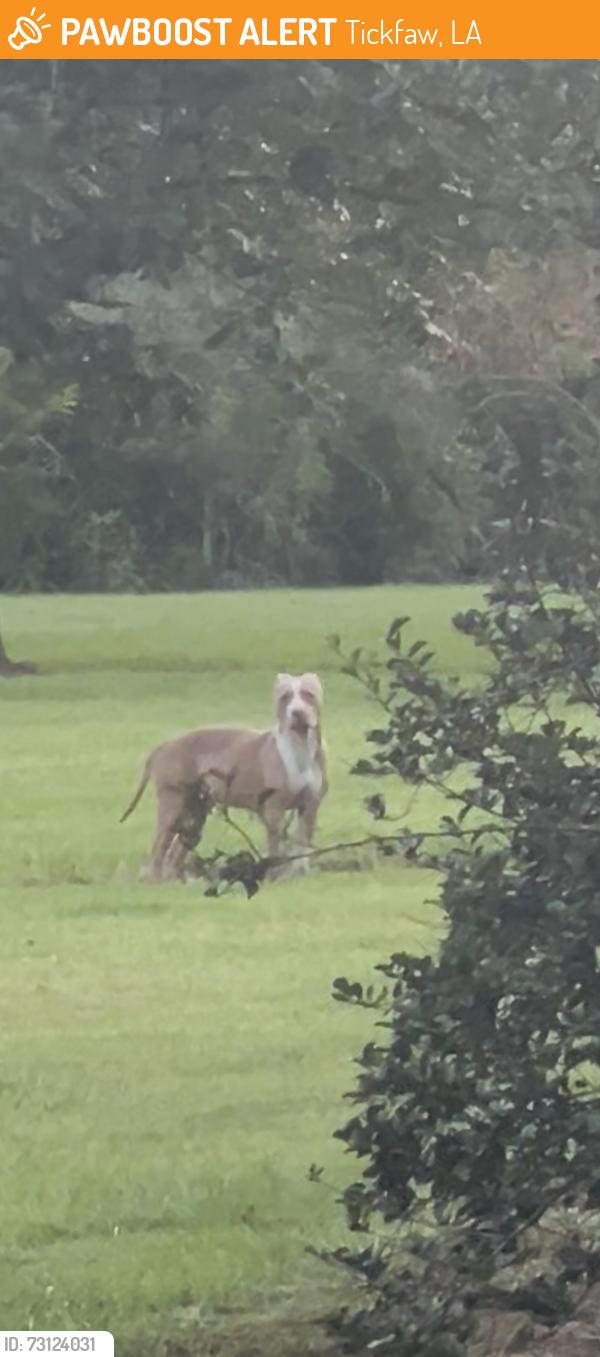 Found/Stray Male Dog last seen Faller rd off hwy 442, Tickfaw, LA 70466