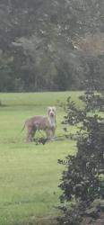 Found/Stray Male Dog last seen Faller rd off hwy 442, Tickfaw, LA 70466