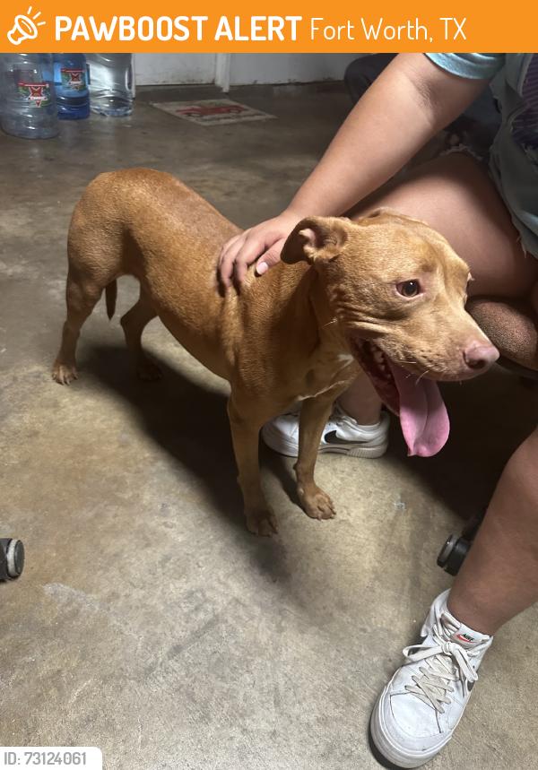 Found/Stray Male Dog last seen Hallmark and Rockdale, Fort Worth, TX 76134