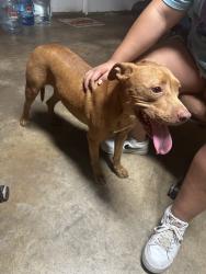 Found/Stray Male Dog last seen Hallmark and Rockdale, Fort Worth, TX 76134