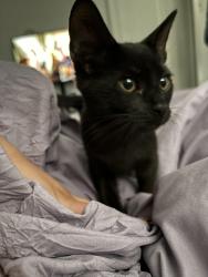 Lost Male Cat last seen Rosemont, Fort Worth, TX 76110