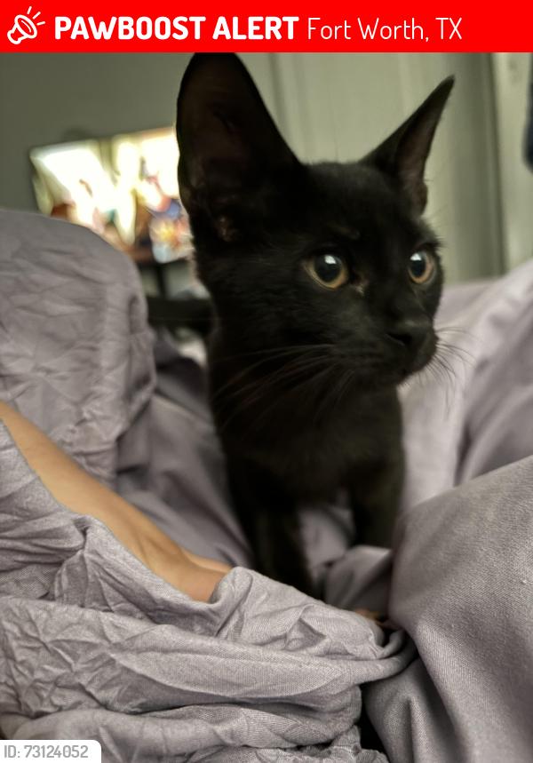 Lost Male Cat last seen Rosemont, Fort Worth, TX 76110