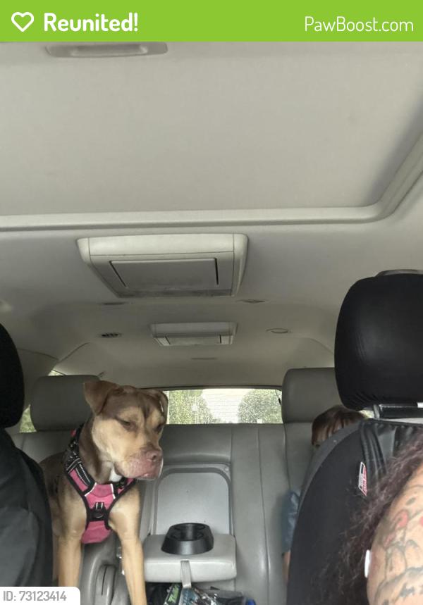 Reunited Male Dog last seen Leiden lane midlothian, va 23112, Midlothian, VA 23112