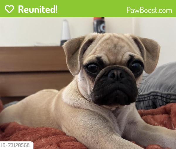 Reunited Female Dog last seen Near campus drive Buena Park, Buena Park, CA 90621
