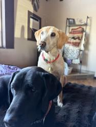 Lost Female Dog last seen Cr 24, Fort Lupton, CO 80621