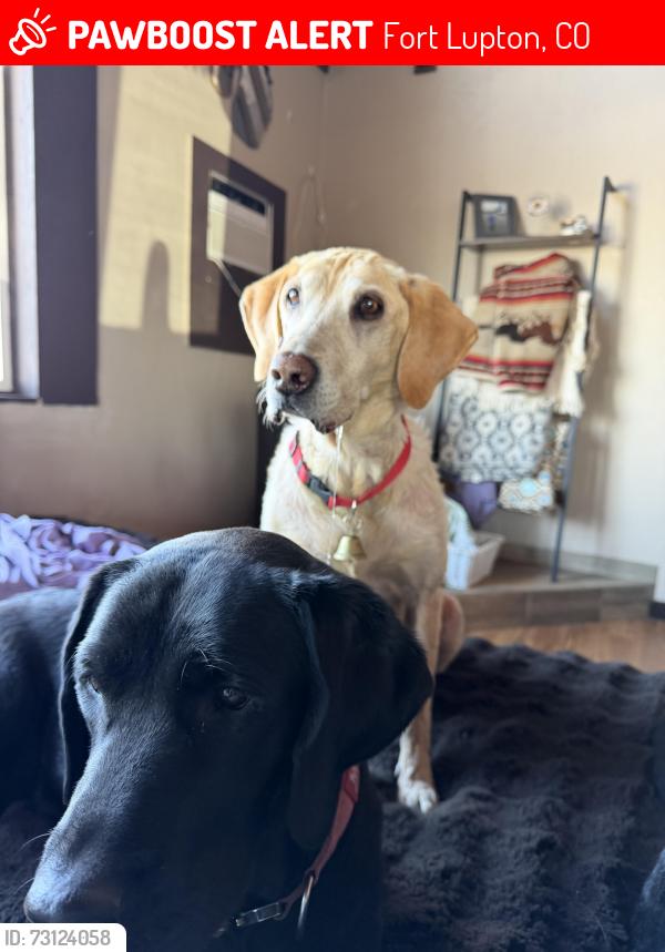 Lost Female Dog last seen Cr 24, Fort Lupton, CO 80621