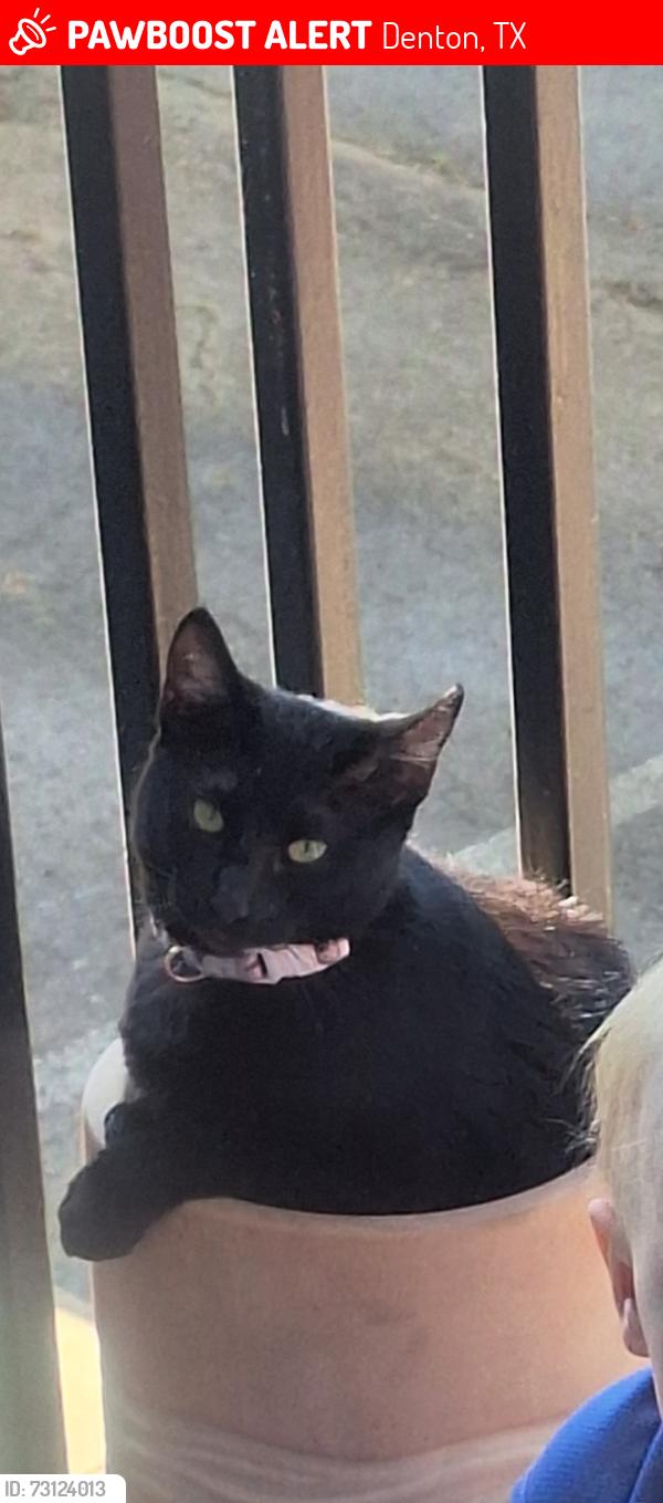 Lost Female Cat last seen Ran out the door of our apmt... Complex is Coronado Villas in Denton, Denton, TX 76209