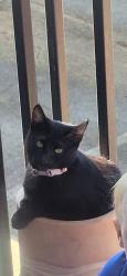 Lost Female Cat last seen Ran out the door of our apmt... Complex is Coronado Villas in Denton, Denton, TX 76209