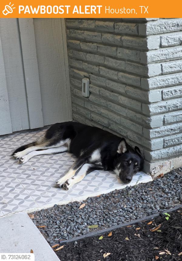 Found/Stray Male Dog last seen Jackwood and Renwick, Houston, TX 77096