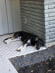Found/Stray Male Dog last seen Jackwood and Renwick, Houston, TX 77096