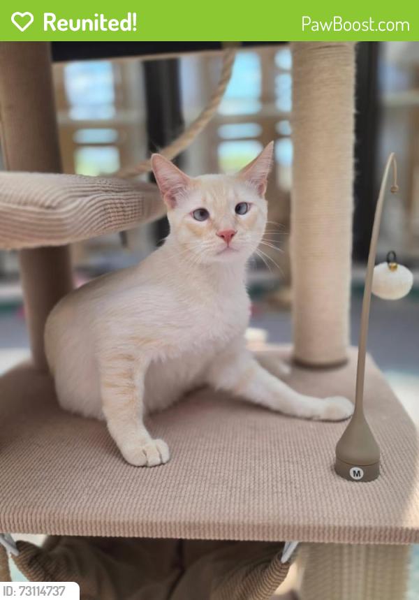 Reunited Male Cat last seen By redlands park, Albuquerque, NM 87120