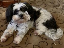 Lost Female Dog last seen 98th and Oakley Avenue, Kansas City, MO 64137