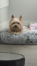 Reunited Female Dog last seen meadowvale town centre, Mississauga, ON L5N 5A7