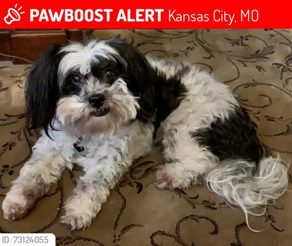 Lost Female Dog last seen 98th and Oakley Avenue, Kansas City, MO 64137