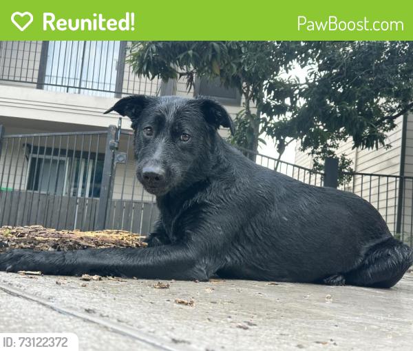 Reunited Female Dog last seen Gardina apmt complex, San Antonio, TX 78201