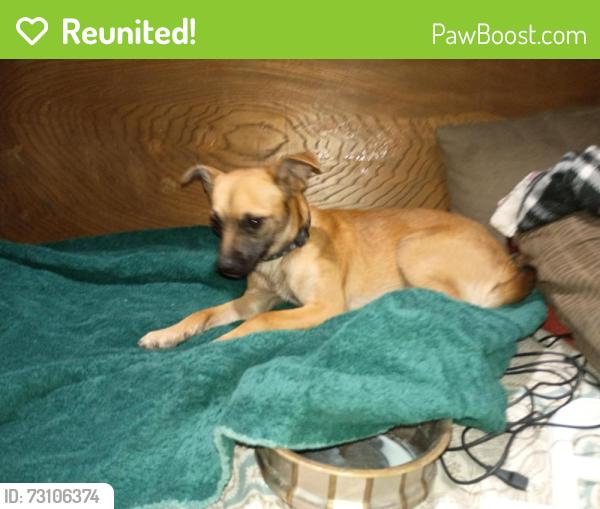 Reunited Male Dog last seen Lamb and Carey, Pariva st., Las Vegas, NV 89115