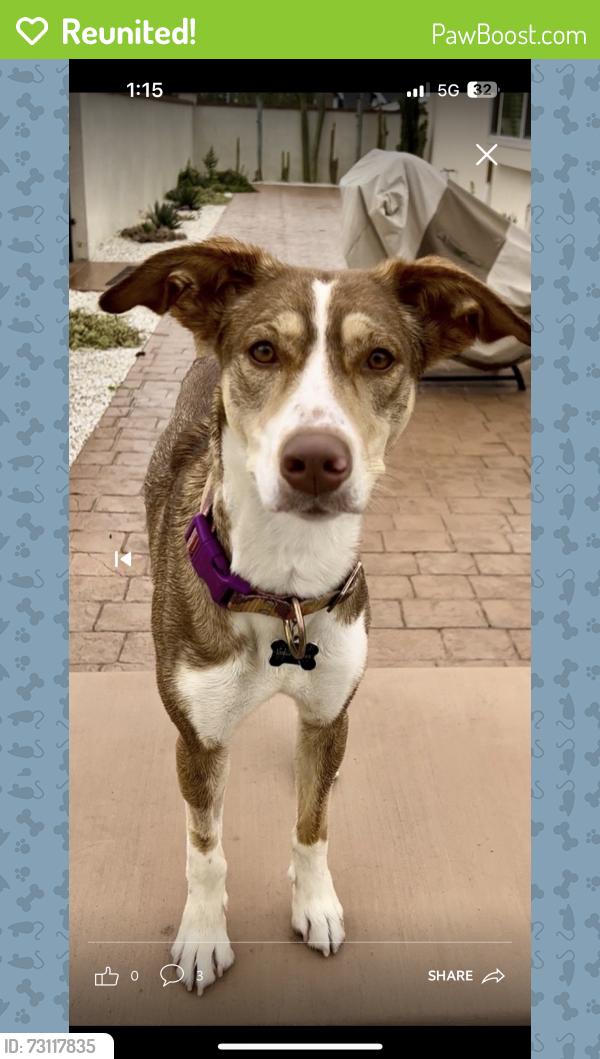 Reunited Female Dog last seen Last seen on Hollenbeck and Merced Ave, West Covina, CA 91790