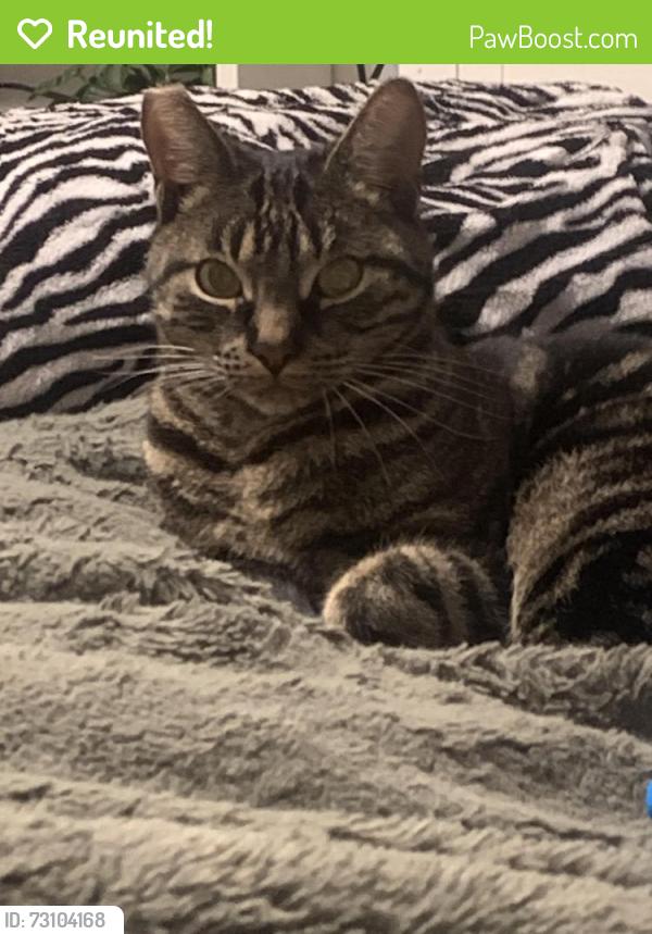 Reunited Male Cat last seen 182nd and Yukon, Torrance, CA 90504