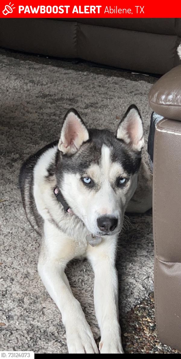 Lost Female Dog last seen Marshall and Ross, Abilene, TX 79605