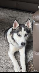Lost Female Dog last seen Marshall and Ross, Abilene, TX 79605