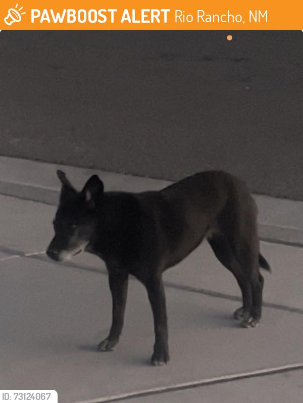 Found/Stray Unknown Dog last seen Suez, Abrazo, Rio Rancho, NM 87124