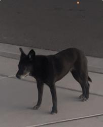Found/Stray Unknown Dog last seen Suez, Abrazo, Rio Rancho, NM 87124