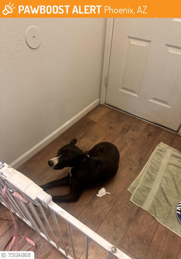 Found/Stray Male Dog last seen 83rd Ave and Encanto, Phoenix, AZ 85037