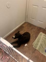 Found/Stray Male Dog last seen 83rd Ave and Encanto, Phoenix, AZ 85037