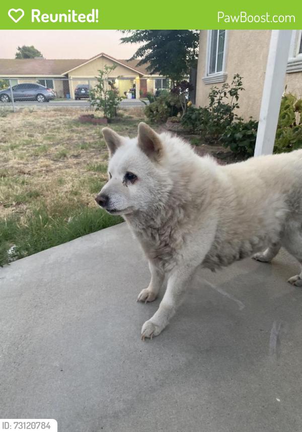 Reunited Male Dog last seen Central ave and laurel ave ceres ca, Ceres, CA 95307