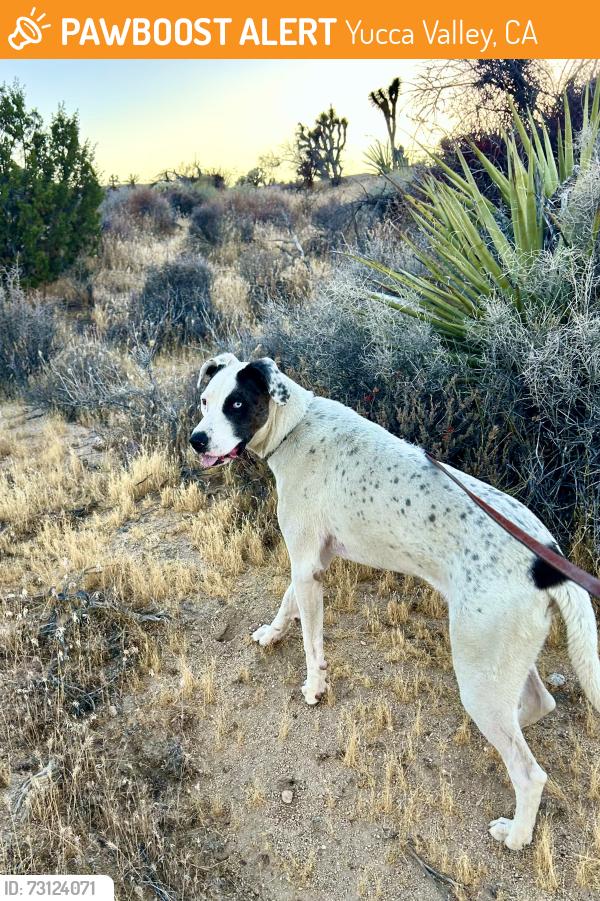 Found/Stray Male Dog last seen Redding, Yucca Valley, CA 92284